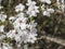 Close up blooming white apple blossom flower branche, selective focus, natural dark bokeh