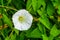 Close up of a blooming white flower of a hedge bindweed, cosmopolitan plant specie