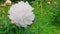 Close up of blooming white peony bush on green lawn on sunny day.