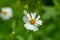 Close up blooming white plains blackfoot daisy in green natural