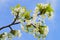 Close up of blooming wild cherry