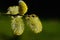 Close-up of blooming willows with delicate fibers and yellow pollen against a green and dark background