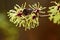 Close-up of blooming witch hazel or witch hazel in spring with raindrops in front of space for text, in February