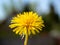 Close-up of a blooming yellow dandelion. Blurred green background. Day, selective focus