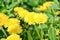 Close up of blooming yellow dandelion flowers Taraxacum officinale in garden on spring time. Detail of bright common dandelions