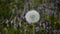 Close up of blooming yellow dandelion flowers Taraxacum officinale in garden on spring time, Wind blowing