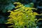 Close up of the blooming yellow inflorescence of Solidago canadensis