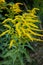 Close up of the blooming yellow inflorescence of Solidago canadensis