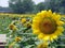 Close up of a blooming yellow sunflower head atop stem in big flower field in Beijing, China