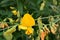 Close up Blooming yellow Sunn hemp flowers