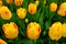 Close-up of blooming yellow tulip flowers in Holland