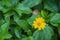 Close up of blooming yellow wedelia chinensis flower on blurred natural green background