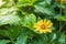 Close up of blooming yellow wedelia chinensis flower on blurred natural green background