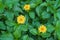 Close up of blooming yellow wedelia chinensis flower on blurred natural green background