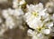 Close-up of the blossom of Blackthorn (Prunus spinosa) in early spring