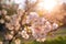 Close-up of a blossom branch in sunlight with blurred background