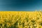 Close Up Of Blossom Of Canola Colza Yellow Flowers Under Blue Sunny Sky. Rapeseed, Oilseed Field Meadow