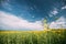 Close Up Of Blossom Of Canola Yellow Flowers Under Sunny Sky. Rape Plant, Rapeseed, Oilseed Field Meadow Grass