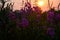 Close-up of blossom fireweed flowers at sunset