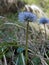 Close-up of the blossom of globe daisy, Globularia