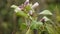 Close up of blossom lemon flowers