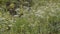 Close up of blossom meadow with wild flowers, relaxing nature view