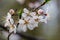 Close up of a blossom from a Prunus americana, commonly called the American plum and wild plum, during spring.