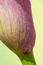 close-up of the blossom of a purple calla (zantedeschia) on gree