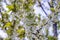 Close up on blossom Pyrus Nivalis ( Pear Tree)