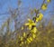 Close up blossom weeping forsythia or golden-bell flower Forsyt