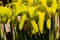 Close up of blossom of a yellow pitcherplant, also called Sarracenia flava or Gelbe Schlauchpflanze