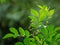 Close-up blossom of Zanthoxylum americanum, Prickly ash or Sichuan pepper with young green leaves on natural green bokeh backgroun