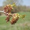 Close-up of a blossoming box elder maple