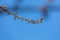 Close-up of a blossoming branch and buds of a cherry tree on a blue sky background