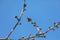 Close-up of a blossoming branch and buds of a cherry tree on a blue sky background