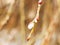 Close-up of blossoming buds on the branches of a weeping willow Babylon willow on blurred background