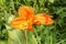 Close-up of blossoming flowers Canna with buds and leaves growing. Indian shot in orange at the garden. Bautiful African arrowroot