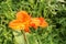 Close-up of blossoming flowers Canna with buds and leaves growing. Indian shot in orange at the garden. Bautiful African arrowroot