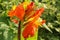 Close-up of blossoming flowers Canna with buds and leaves growing. Indian shot in orange at the garden. Bautiful African arrowroot