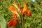 Close-up of blossoming flowers Canna with buds and leaves growing. Indian shot in orange at the garden. Bautiful African arrowroot