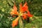 Close-up of blossoming flowers Canna with buds and leaves growing. Indian shot in orange at the garden. Bautiful African arrowroot