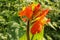 Close-up of blossoming flowers Canna with buds and leaves growing. Indian shot in orange at the garden. Bautiful African arrowroot