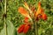 Close-up of blossoming flowers Canna with buds and leaves growing. Indian shot in orange at the garden. Bautiful African arrowroot