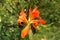 Close-up of blossoming flowers Canna with buds and leaves growing. Indian shot in orange at the garden. Bautiful African arrowroot