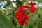 Close-up of blossoming flowers Canna with buds and leaves growing. Indian shot in red at the garden. Bautiful African arrowroot in