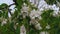 Close-up blossoming flowers fruit trees spring evening