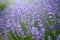 Close up of blossoming lavender in a field