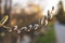 Close-up of a blossoming palm branch. The small branch runs from left to right with a flower in the middle of the picture