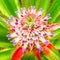 Close-up of blossoming pineapple, selective focus on flower