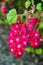 Close-up of Blossoming Pink Ribes Currant Flower in Spring